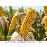 Гибрид кукурузы Любава 279 МВ