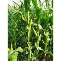 Гибрид кукурузы Подольский 274 СВ
